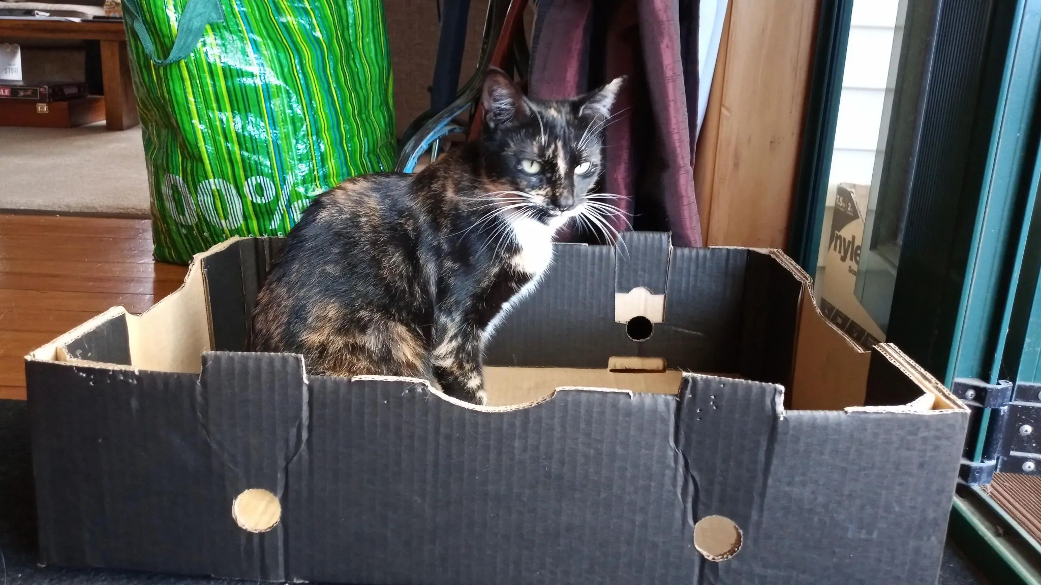Why do cats love boxes?